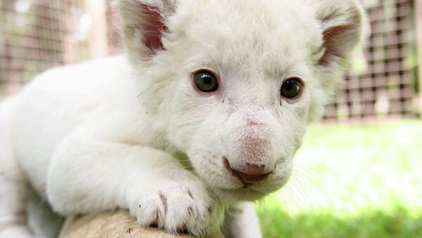 Белый львенок, родившийся 14 сентября в зоопарке Леона, играет в вольере