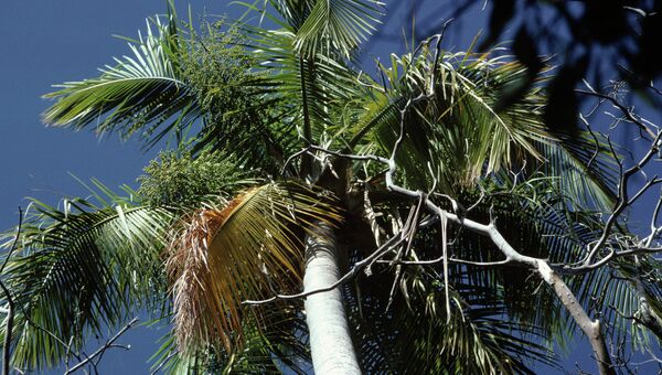 Пальма-самоубийца (Tahina Palm)