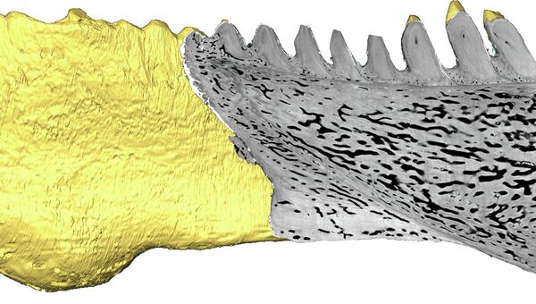 Зубы и нижняя челюсть вымершей рыбы из рода Compagopiscis