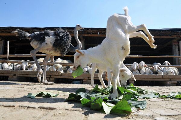 Козленок, родившийся с поврежденными задними ногами, научился ходить на передних. Шицзячжуан, провинция Хэбэй, Китай