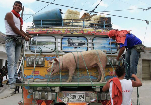 Мужчины привязывают свинью для транспортировки автобусом в Кауке