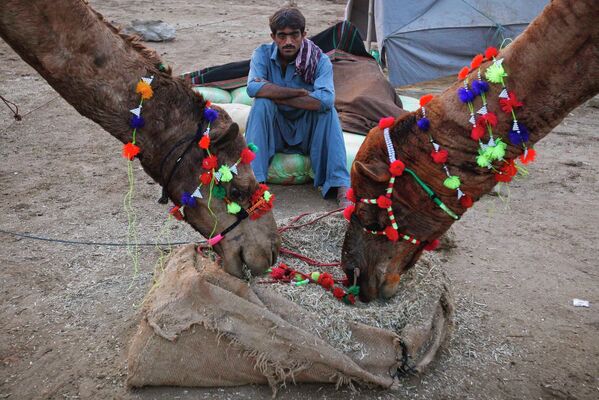 Мужчина кормит верблюдов на рынке в Карачи