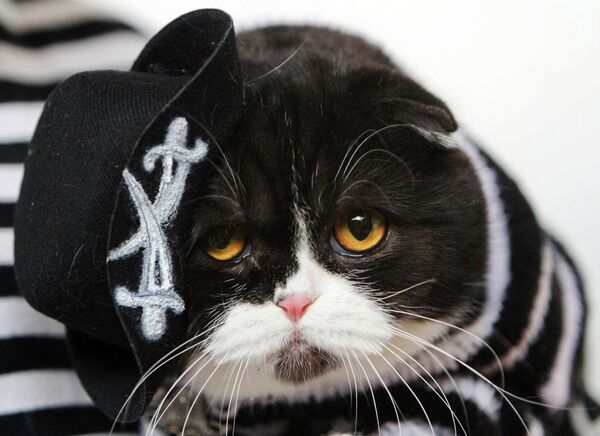 Кошка в костюме пирата на выставке в Бишкеке