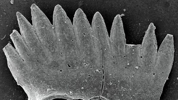 Зубы примитивных хордовых существ - конодонтов (Conodonta), обитавших в морях на месте южного Китая в Триасовом периоде