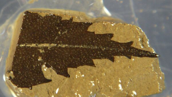 Лист древнего дерева, упавший на дно японского озера Суйгецу примерно 24,7 тысячи лет назад
