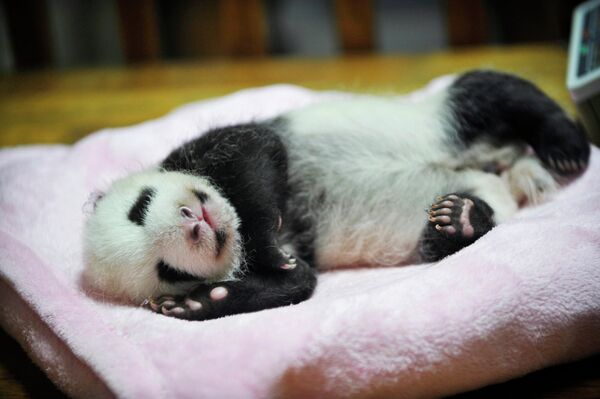 Малыш панды спит на базе Чэнду в провинции Сычуань, Китай