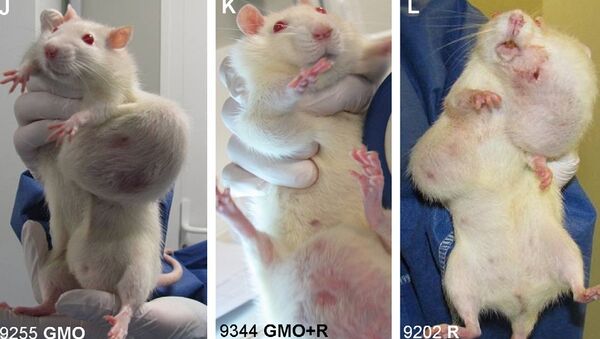Фотографии крыс, больных раком, из статьи группы Сералини