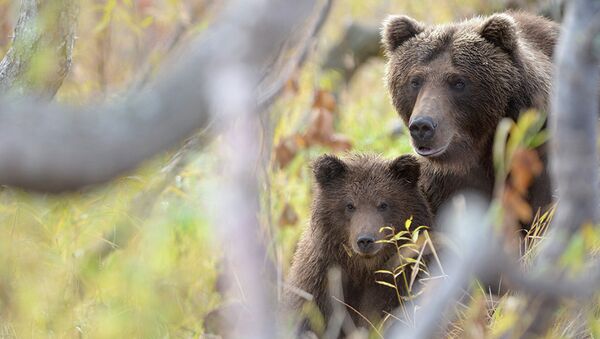 «Нашествие» медведей в Кроноцком заповедник