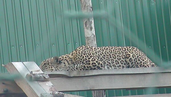 Леопард из Португалии в Сочинском нацпарке