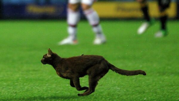 Кошка бежит по футбольному полю в Буэнос-Айресе