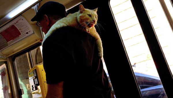 Мужчина несет кота на плече в автобусе
