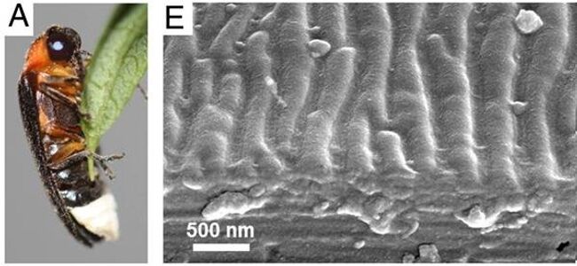 Японский светлячок и наноструктуры на поверхности его брюшка