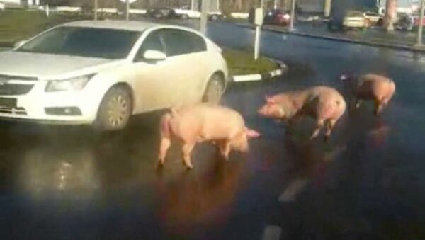 Свиньи устроили побег из грузовика и прогуливались по проезжей части