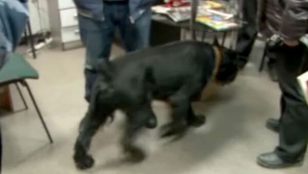 Оперативники с собаками искали улики в офисах фонда Город без наркотиков