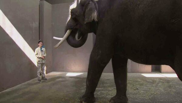 Слон Кошик говорит по-корейски со смотрителем зоопарка