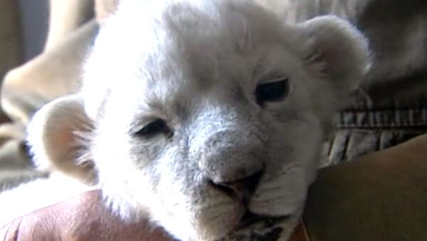 Новорожденный львенок-альбинос питается молоком собаки