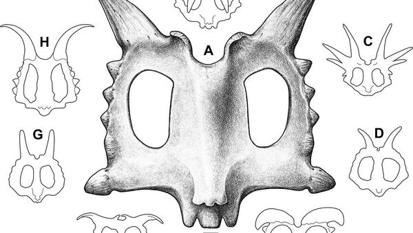 Реконструированный череп Xenoceratops foremostensis. Иллюстрация авторов статьи