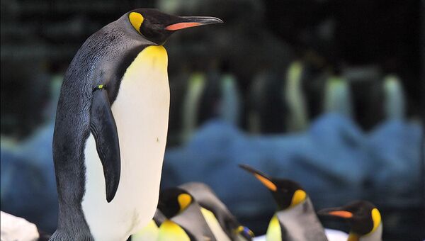 Пингвинариум в парке Лоро-парк на Тенерифе