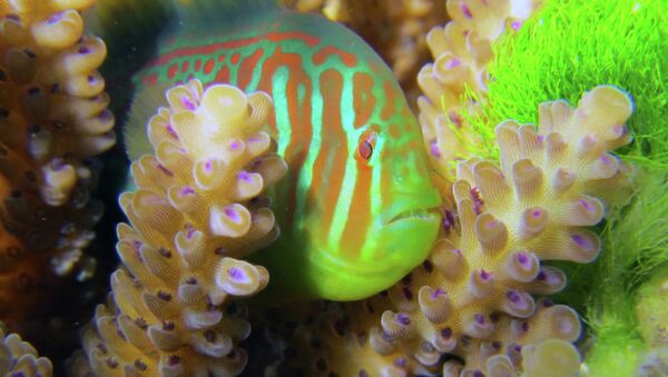 Рыба-телохранитель Gobidon histrio в окружении коралловых полипов, которые она защищает от водорослей
