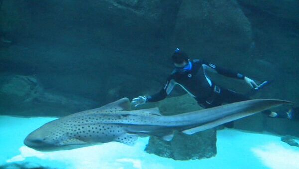 Фридайвер плавал с акулами в аквариуме ради спасения их популяции