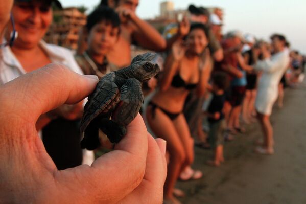Детеныш оливковой черепахи в руках у туриста в Масатлане, Мексика
