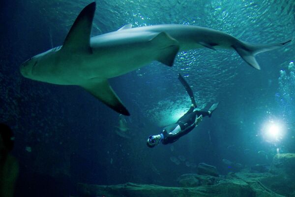 Чемпион мира по фридайвингу из Монако Пьер Фролла плавает с акулой в Парижском Аквариуме