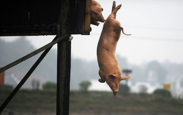 Китайский фермер научил своих свиней прыгать с вышки