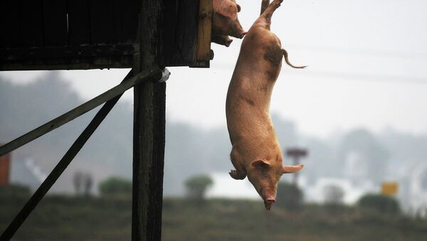 Китайский фермер научил своих свиней прыгать с вышки