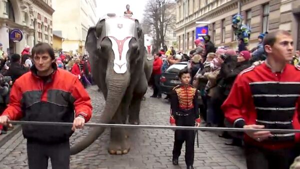 Дрессировщики вывели пятерых слонов на улицы Риги перед многотысячной толпой