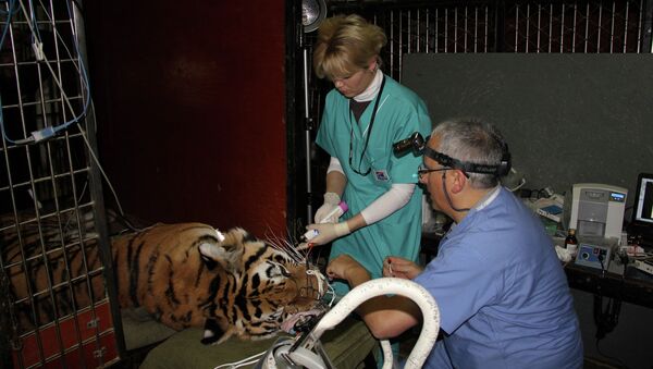 Стоматолог из Великобритании сделал операцию тигрице из цирка Запашных в Иванове