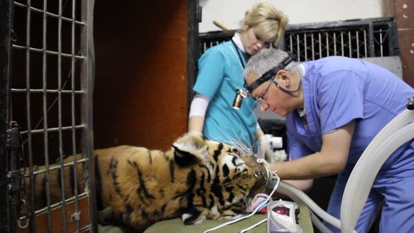 Стоматологи провели три часа у открытой пасти тигрицы, пломбируя клык