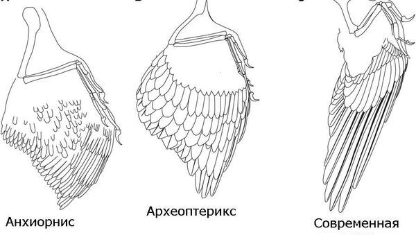 Крылья динозавра анхиорниса, протоптицы археоптерикса и современной птицы