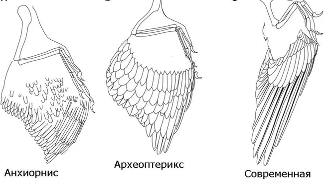Крылья динозавра анхиорниса, протоптицы археоптерикса и современной птицы