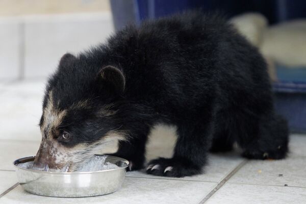 Медвежонок пьет молоко в зоопарке в Лиме 