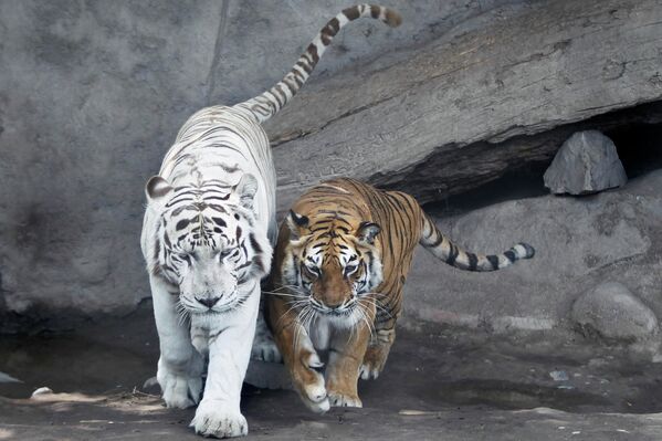 Два бенгальских тигра в зоопарке в Лиме 