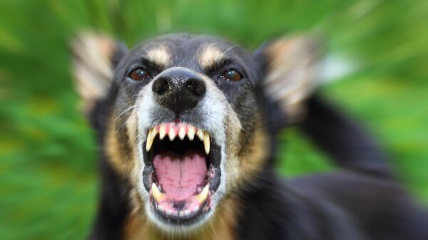 Злая собака. Архивное фото