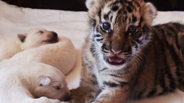 Тигрята пьют молоко приемной мамы-овчарки и засыпают рядом со щенками