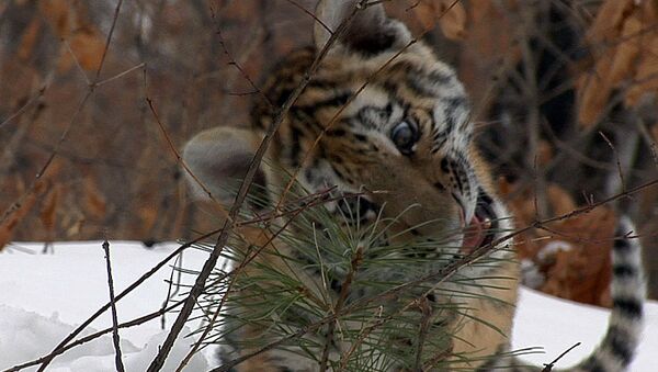 В Приморье завершилась операция по спасению тигрят