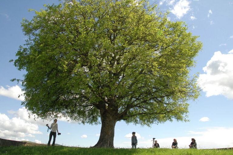 Люди отдыхают у дерева Люди отдыхают у дерева