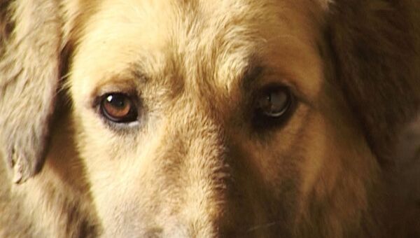 Крымский Хатико: как собака ждет погибшую хозяйку и сторожит разрушенный дом
