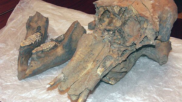 Кости мамонта. Архивное фото