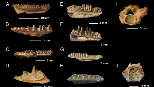 Челюсти ящериц и змей, вымерших вместе с динозаврами после падения метеорита 65,5 миллиона лет назад