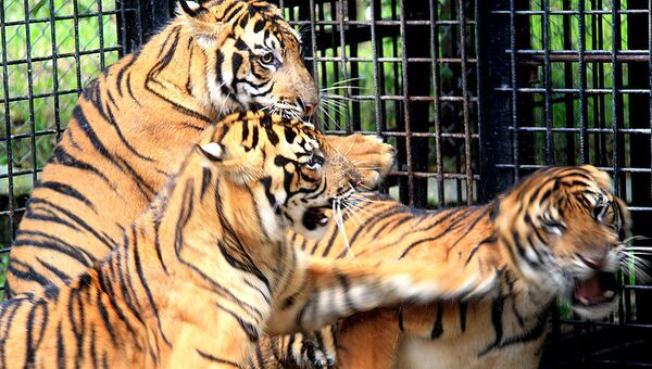 Тигры Суматры. Архивное фото