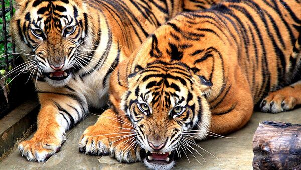 Тигры. Архивное фото