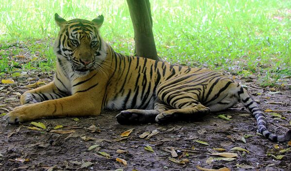 Тигры Суматры