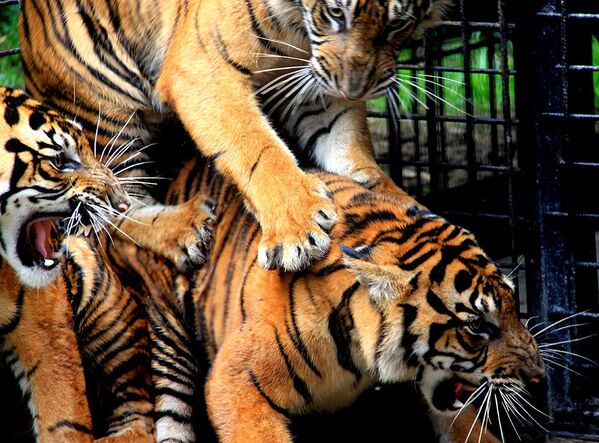 Тигры Суматры