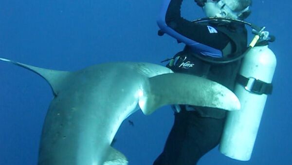 Акула подплыла к дайверу и коснулась его носом на курорте в Египте