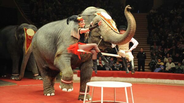 Слоны в Омском цирке