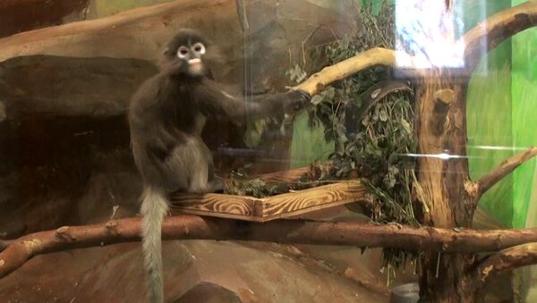 Привезенные в Россию обезьяны-лангуры прыгают в вольере и едят листву