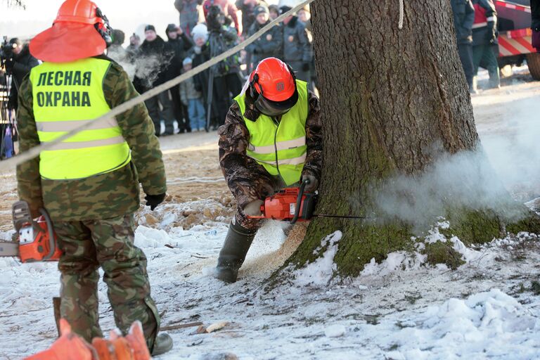 Рубка главной новогодней ели в Подмосковье